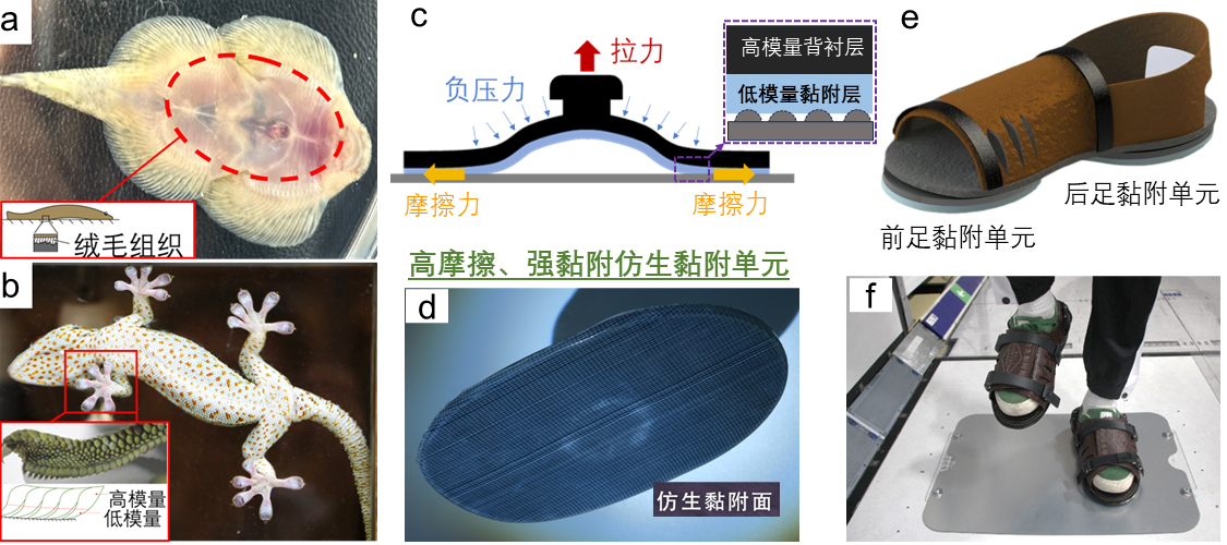 黏附鞋-图1V3.jpg